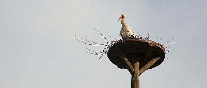 Fagagna - Stork